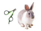 Jak ostříhat králíkovi drápky