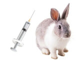 Očkování králíka