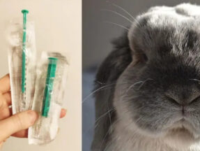 Kastrace králíka