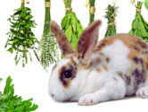 Co usušit králíkovi na zimu