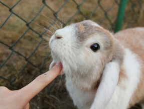 Králičí chování aneb jak s námi králíci komunikují