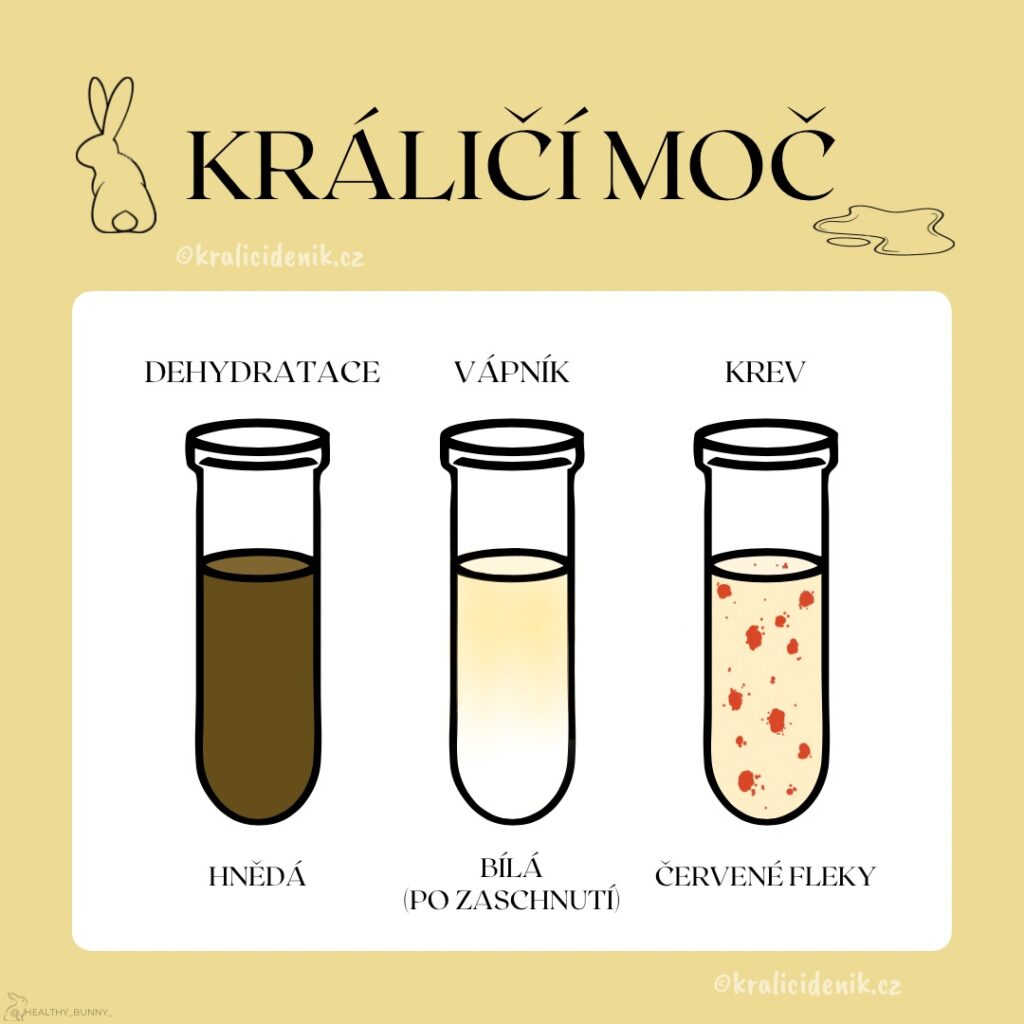 Zdravotní problém dle králičí moči