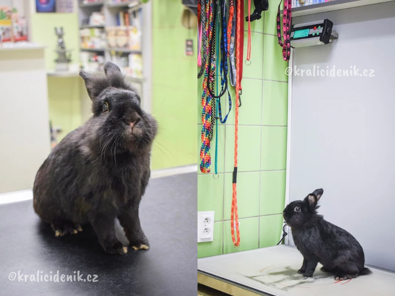 králík na veterině