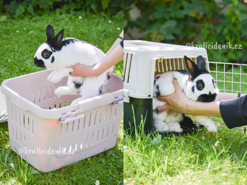 vytahování králíka z přepravky