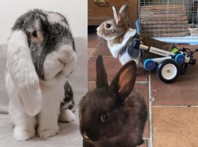 Spolek Šťastné Uši: Nekupuj, adoptuj a pomáhej s námi nejen králíkům