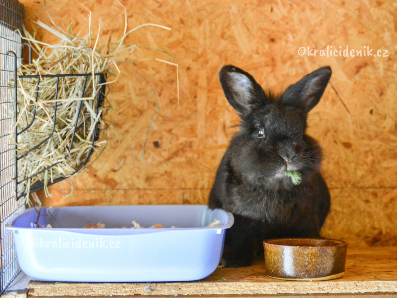 králíci ubytovaní na stejném místě