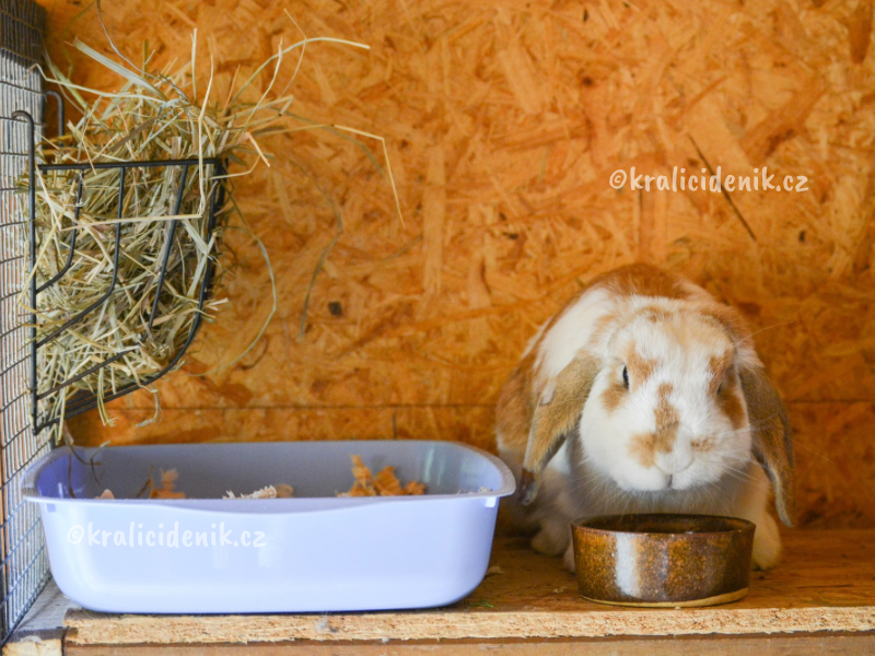 králíci ubytovaní na stejném místě