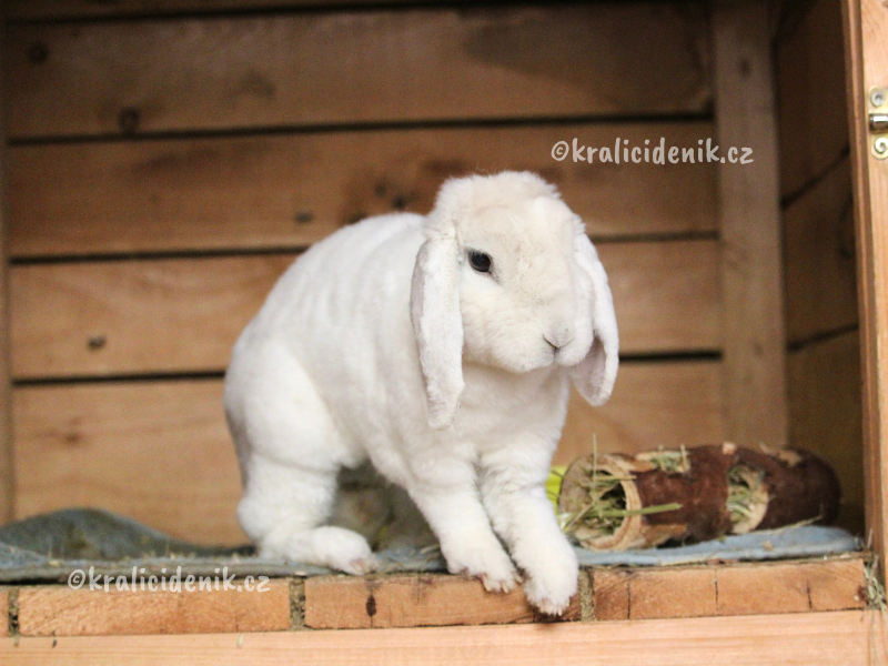 králík ve své ubikaci