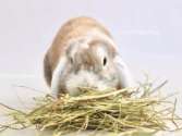 Proč králík odmítá seno?