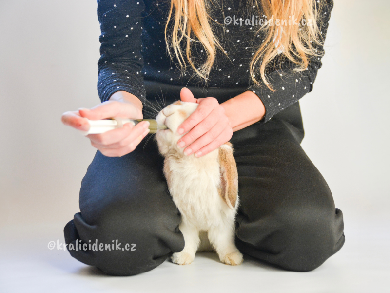 jak dokrmit králíka