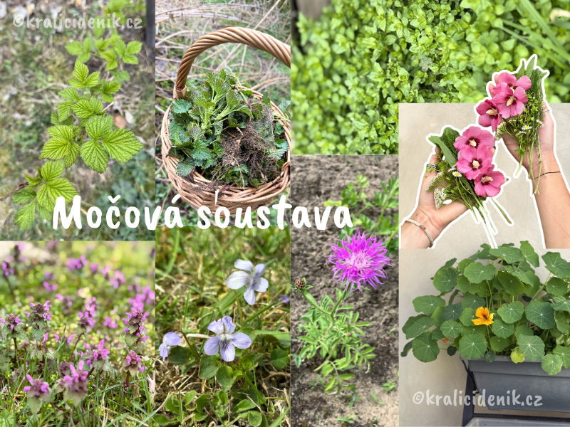 Byliny na močovou soustavu