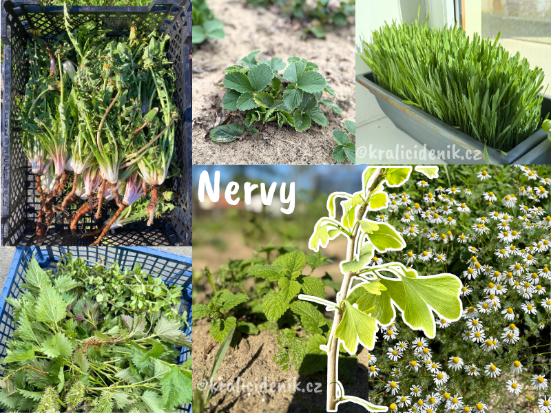 Byliny na nervovou soustavu