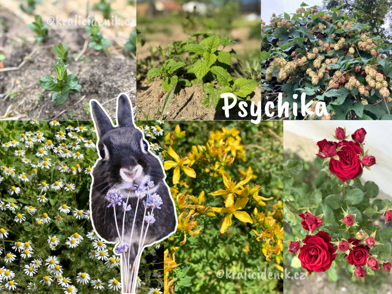 Byliny na psychiku