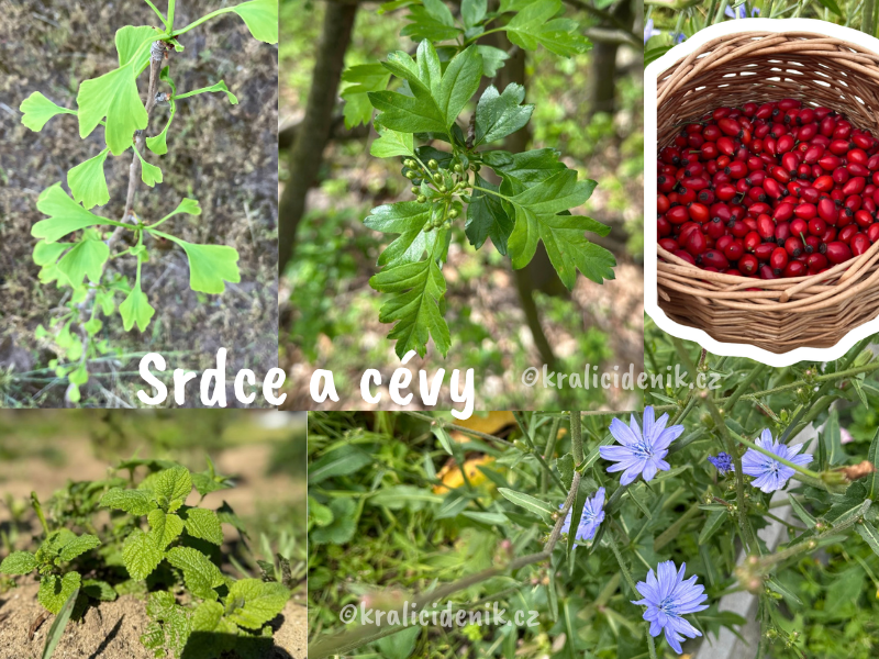 Byliny na srdce a cévy