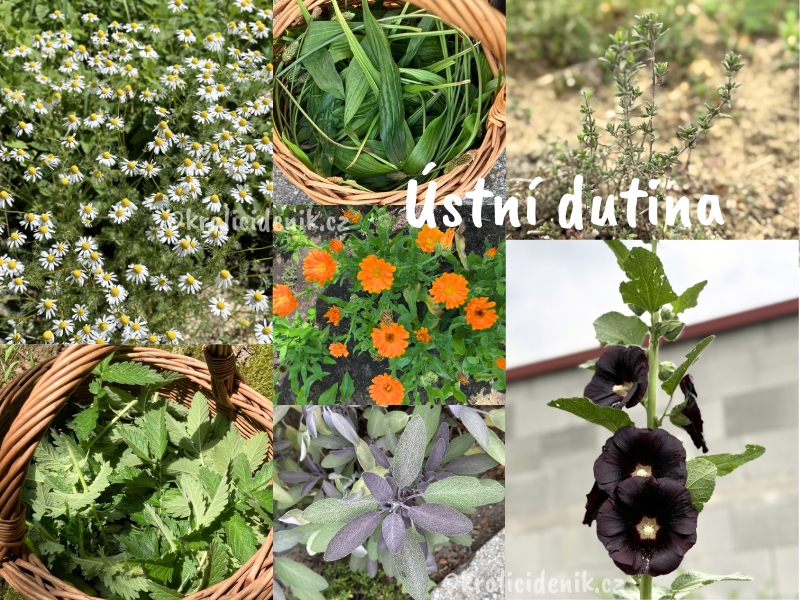 Byliny pro ústní dutinu