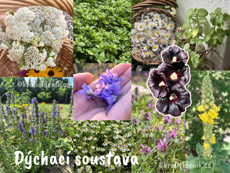 Byliny na dýchací soustavu