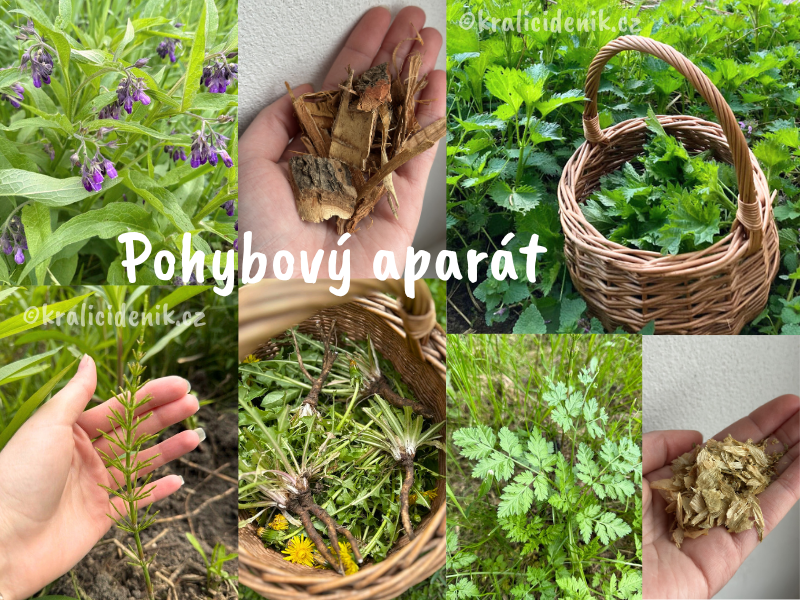 Byliny na pohybový aparát