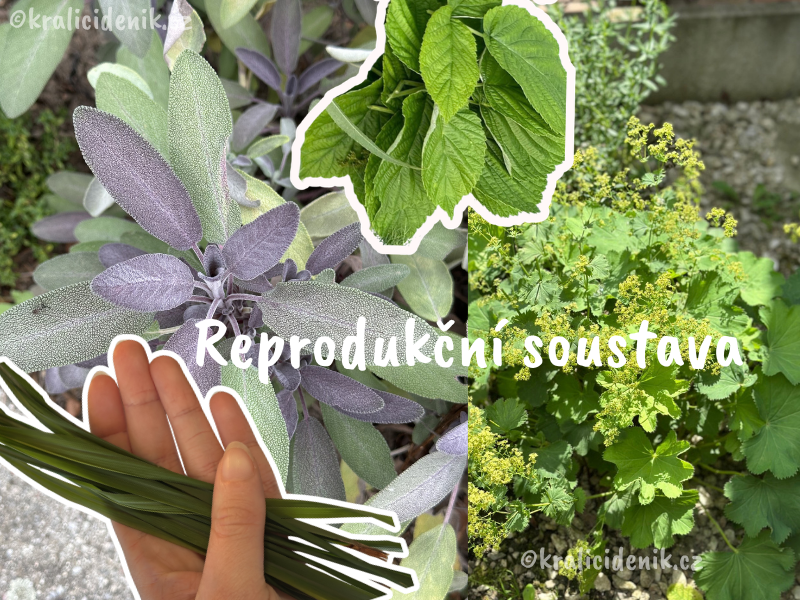 Byliny na reprodukční soustavu