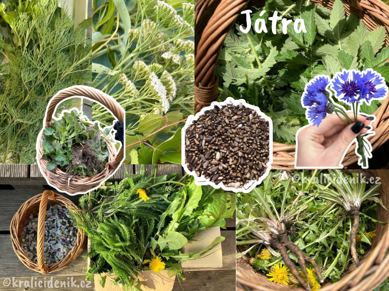 Byliny na podporu jater