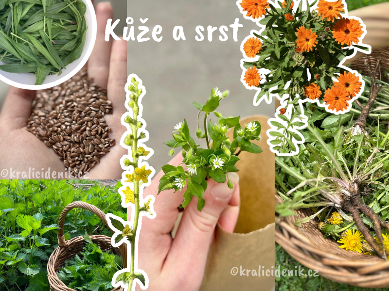 Byliny na kůži a srst