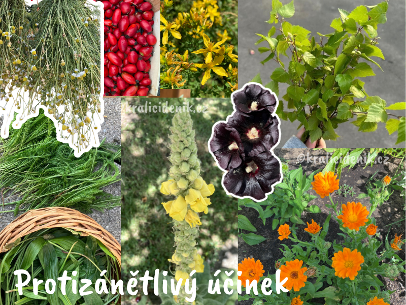 Protizánětlivé byliny