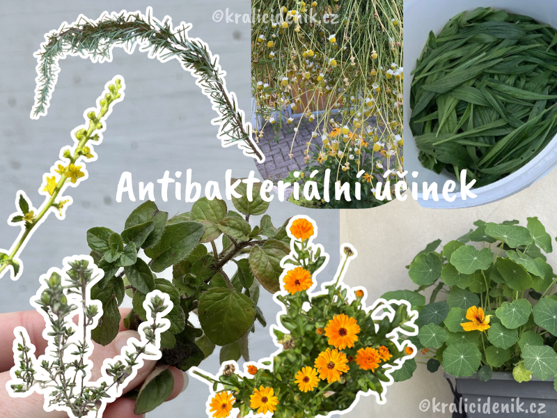 Antibakteriální byliny