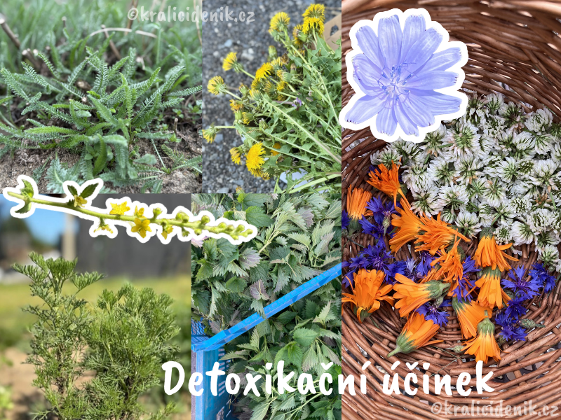 Byliny pro detoxikaci