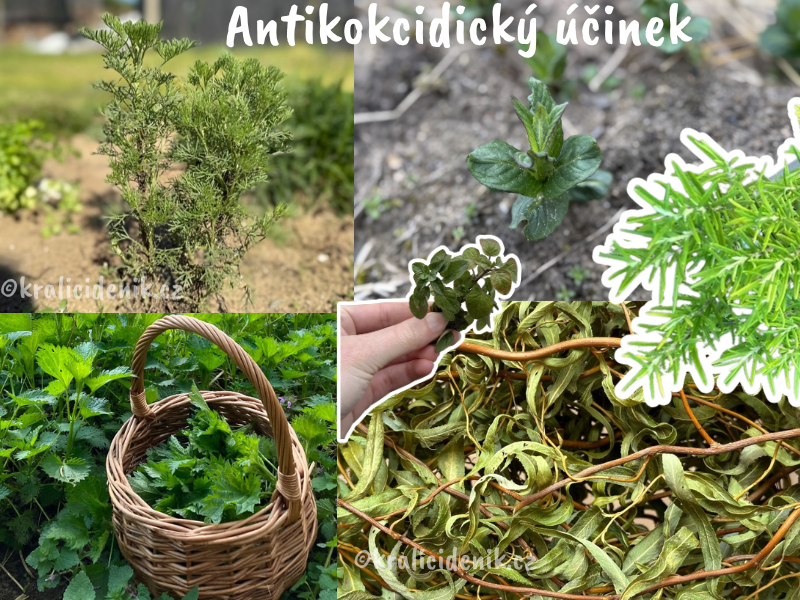 Antikokcidické byliny