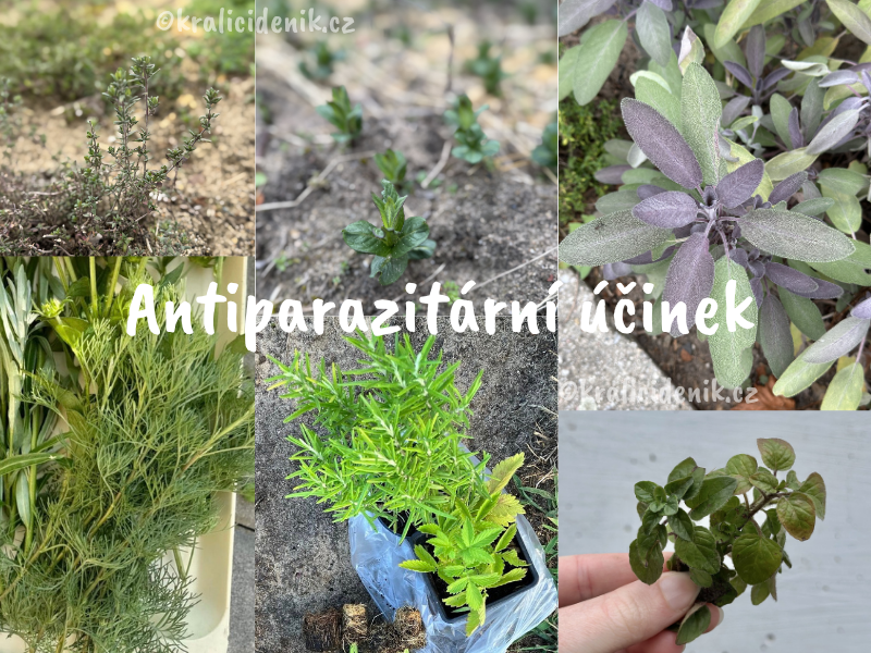 Antiparazitní byliny