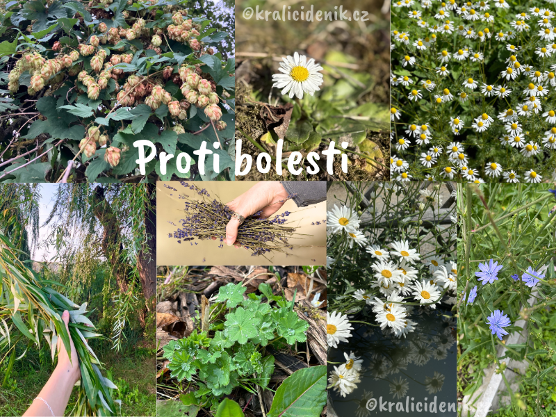 Byliny proti bolesti