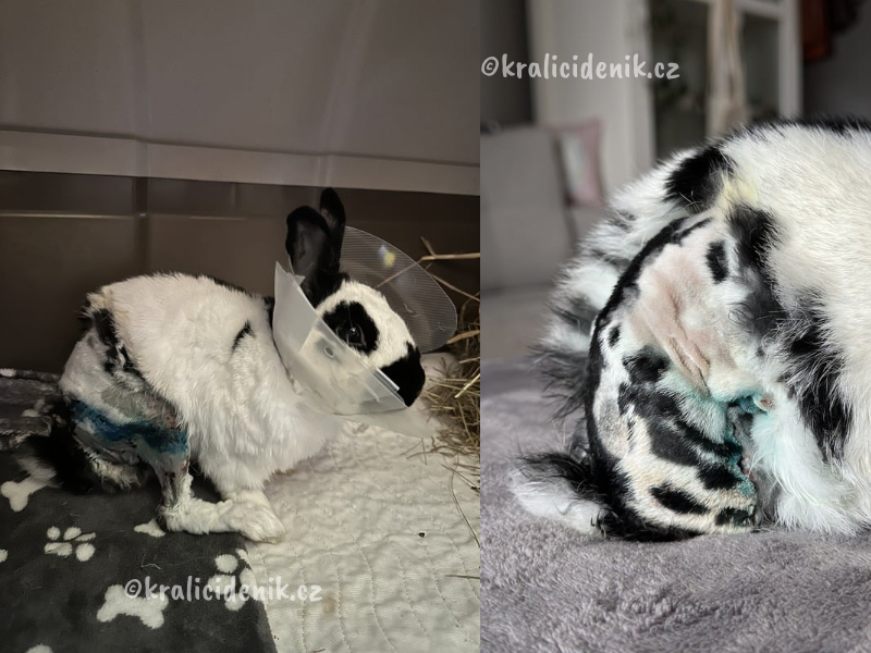 handicap u králíka