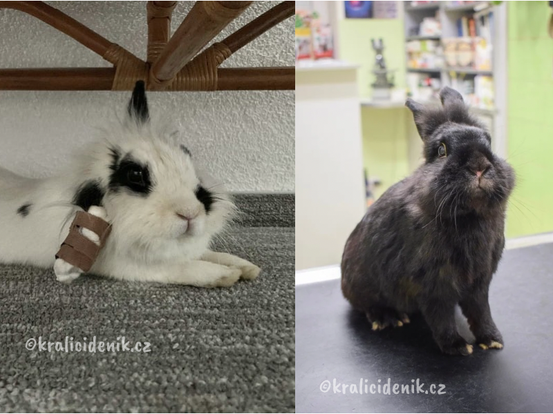 nemocní králíci