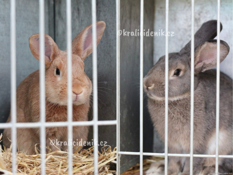 králík v kotci