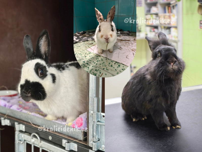 králíci na veterině